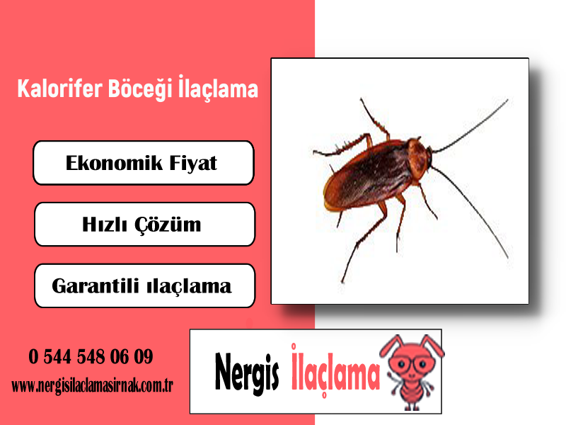 Kalorifer Böceği İlaçlama