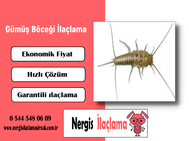 Gümüş Böceği İlaçlama