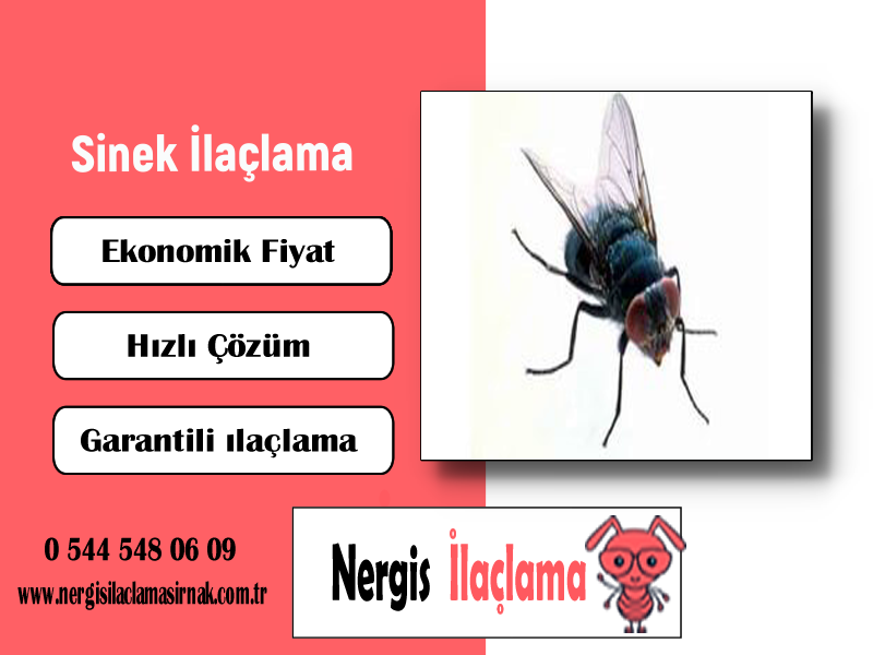 Sinek İlaçlama